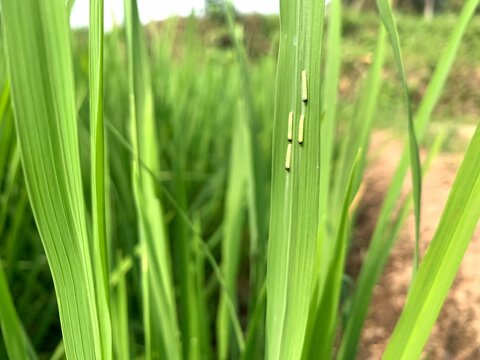 Macro close-up of rice stem borer eggs attached to a green rice leaf in a paddy field. Useful for agricultural education, crop protection, integrated pest management, entomology, and farming concepts.