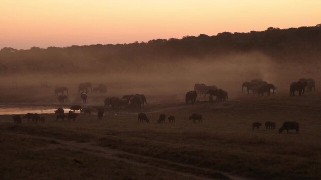 elephant massing at dusk,Zambezi National Park, Zimbabwe, Africa