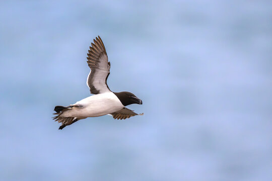 Tordalk Alca torda razorbill