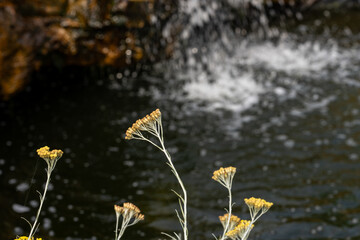 Yellow flowers beside a garden waterfall © Thomas
