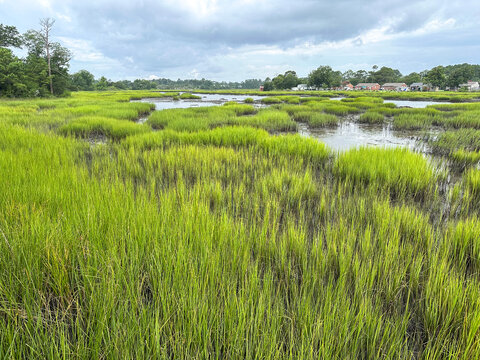 Vibrant salt marsh grasses and winding tidal channels create a peaceful coastal wetland scene at Calico Creek in Morehead City, North Carolina.