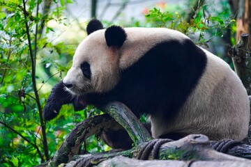 Giant panda resting on a log in lush green habitat © DoThi