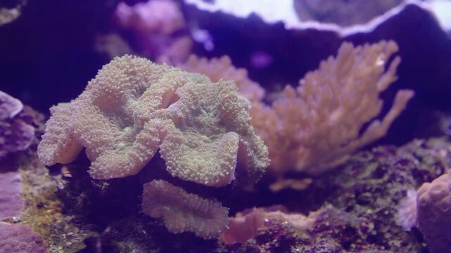 Macro shot of vibrant pink leather coral in a saltwater reef aquarium. Beautiful marine life underwater scene with detailed soft coral polyps and blurred background.
