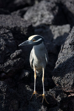 Galapagos Night Heron (Yellow Crowned Night Heron) in the Galapagos