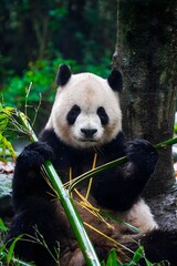 Giant panda eating bamboo in a forest habitat © DoThi