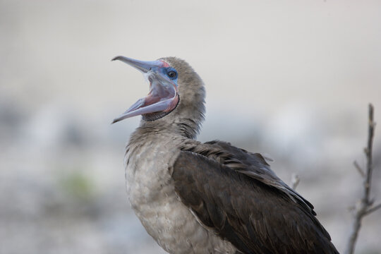 Red-footed booby calling on the Galapagos Islands