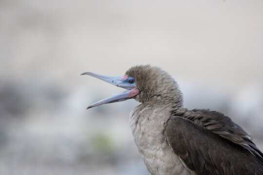 Red-footed booby calling on the Galapagos Islands
