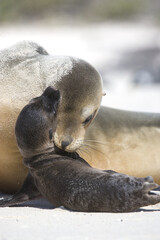 Naklejka premium Sea lion mother and pup on a beach in the Galapagos Islands