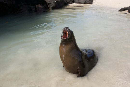 Galapagos sealion vocalizing along the shore in the Galapagos Islands