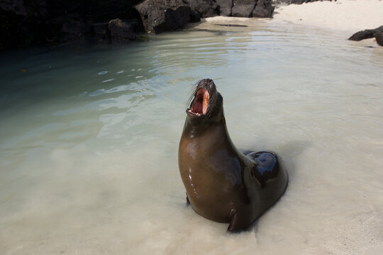 Galapagos sealion vocalizing along the schore in the Galapagos Islands