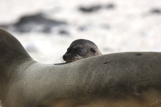 Sea lion mother and pup on a beach in the Galapagos Islands