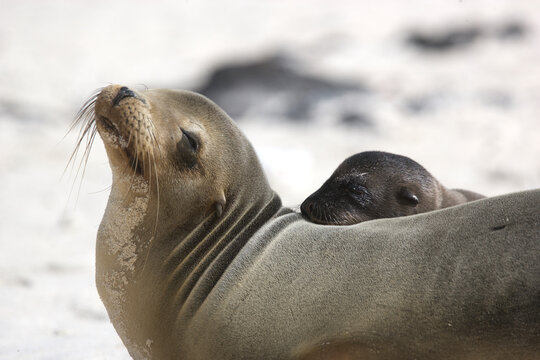 Sea lion mother and pup on a beach in the Galapagos Islands