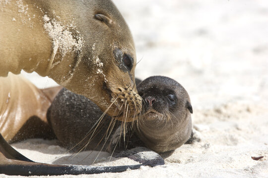 Sea lion mother and pup on a beach in the Galapagos Islands