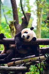 Giant Panda Resting on Wooden Platform in Lush Forest © DoThi
