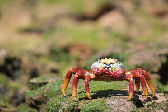 Sally Lightfoot crab on the shore in the Galapagos Islands