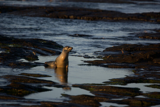 Galapagos sea lion along the shore at sunset