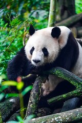 Giant panda resting on branches in a lush forest © DoThi