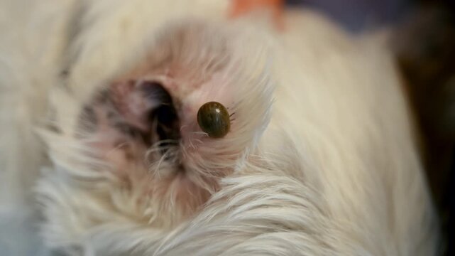Close up view of an engorged tick attached to a dog's skin near the eye. Veterinary inspection of an external parasite on a pet