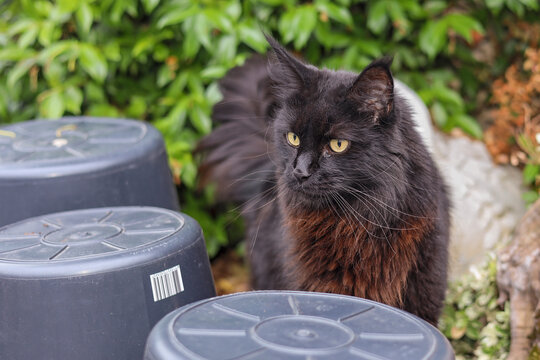 Black Maine Coon tomcat with beautiful yellow eyes, pet, companion animal, Smokie, mammal, predator