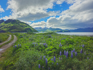 Obraz premium Picturesque coastal path along Alaskan wilderness Unalaska Dutch Harbor