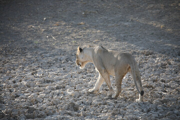 Lioness walking across arid Kalahari Desert © John