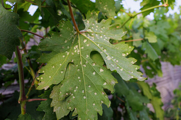 Obraz premium Grape leaf affected by grape erineum mite damage