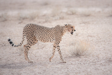 Fast cheetah cat walking across Kalahari Desert sand © John