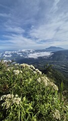 Fototapeta premium mountain landscape with blue sky and beautiful flower 