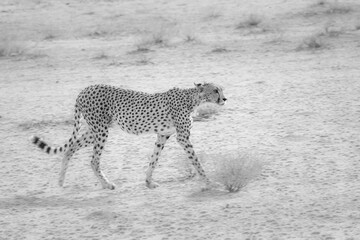 Fast cheetah cat walking across Kalahari Desert sand © John