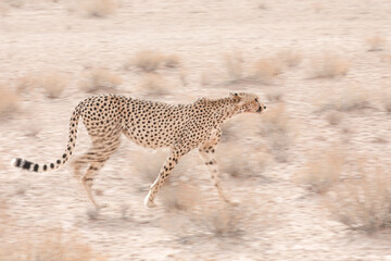 Fast cheetah cat walking across Kalahari Desert sand with artistic motion blur © John