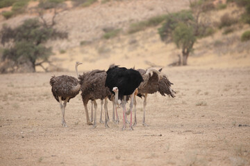 Family of ostriches standing together in dry riverbed in the Kalahari Desert © John