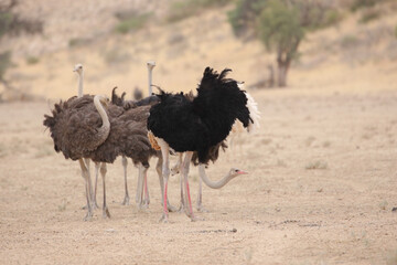 Family of ostriches standing together in dry riverbed in the Kalahari Desert © John