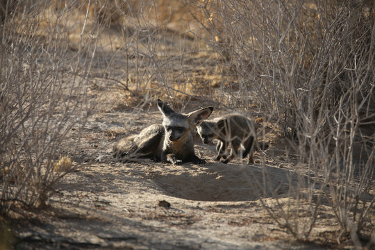 Bat-eared fox family lounging about near their den in the arid Kalahari Desert