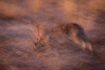 Rare Cape hare looking for dinner with artistic motion blur © John