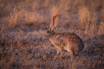 Rare Cape hare alert to danger in a grassy field of Namaqualand © John