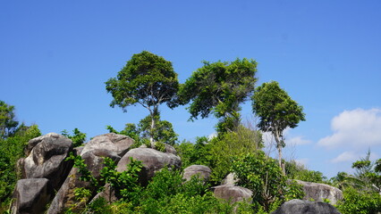 Low angle shot of Three trees growing atop large rocks, surrounded by smaller vegetation against a clear blue sky  located in the Bangka Islands, Indonesia. © Ahmad
