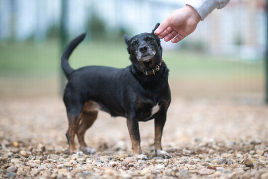 Small black and tan mixed-breed dog with large erect ears standing outdoors on a pebble surface, looking aside.