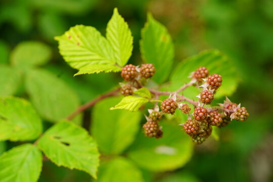 Unripe blackberries growing wild on a bramble (Rubus fruticosis). Northeim, Germany.