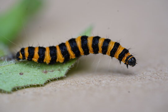 Bright yellow and black striped caterpillar of the cinnabar moth (Tyria jacobaeae) on a ragwort leaf. Caterpillar of the blood bear butterfly. Garbsen, northern Germany.