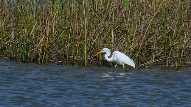 Texas, The Great Egret (Ardea alba), a large white wading bird distinguished by its long S-shaped neck and yellow bill.