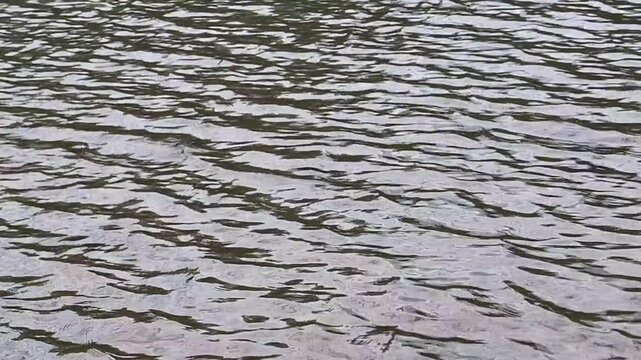 Gentle ripples on the surface of calm river water.