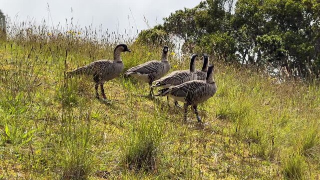 Five rare Hawaiian geese, or Nene, in the grass
