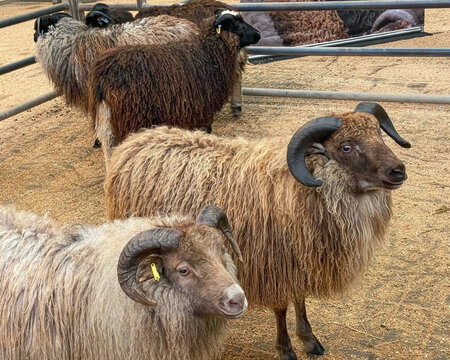 Icelandic sheep and rams in a cattle pen
