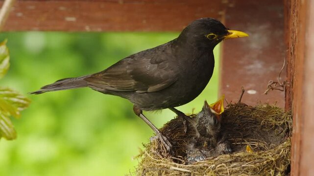 A male blackbird stands on the rim while two nestlings beg with open beaks. One chick stretches higher toward the adult as the other gradually settles lower into the cup.