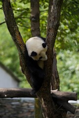 Giant panda cub climbing a tree in a green forest habitat © DoThi