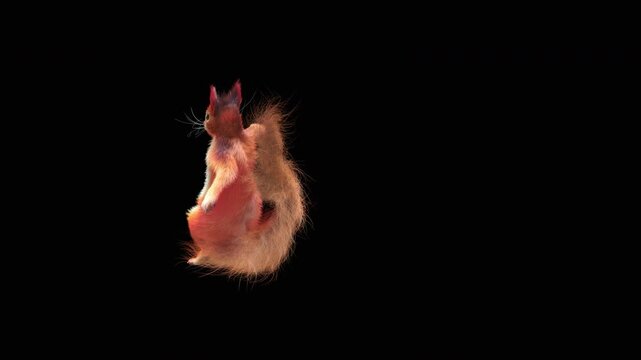 Realistic dancing squirrel performing rumba dance animation with alpha channel transparent background