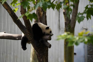 Giant panda resting on wooden perch in zoo enclosure © DoThi