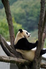 Giant panda resting on tree branches in a lush outdoor setting © DoThi