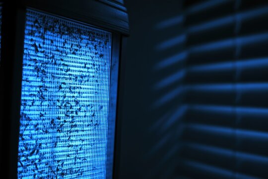 Glowing blue light trap attracts and immobilizes numerous small, dark insects