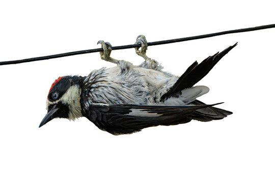Acorn Woodpecker (Melanerpes formicivorus) Photo, Hanging Out, Over an Isolated Transparent PNG Background